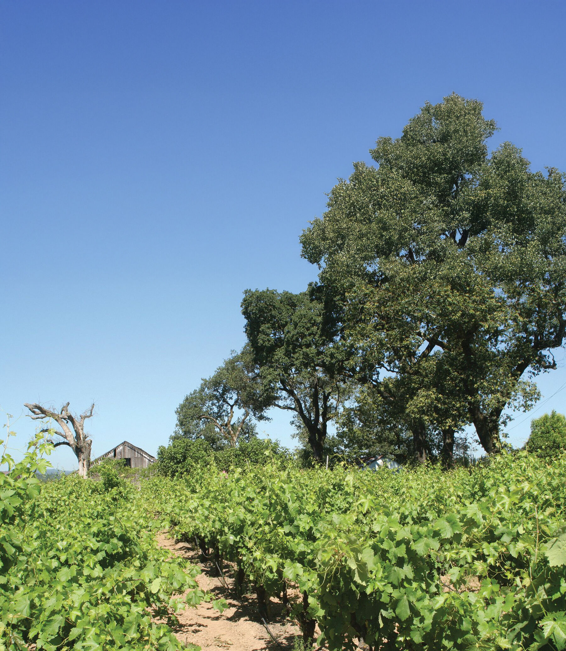 Jolene's vineyard